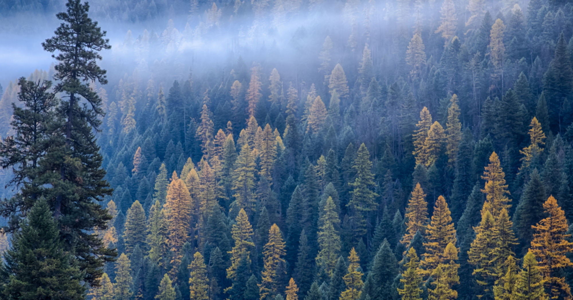 Wood is Good… For The Environment The Stable Company